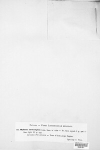 Auriscalpium vulgare image